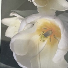 Flowers Photography by: “Muggs” Margolis Framable Art 5 X 7