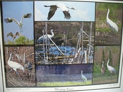 MATTED PHOTOGRAPHY Paynes Prairie Preserve Whooping Crane 20×16 Dominick Martino