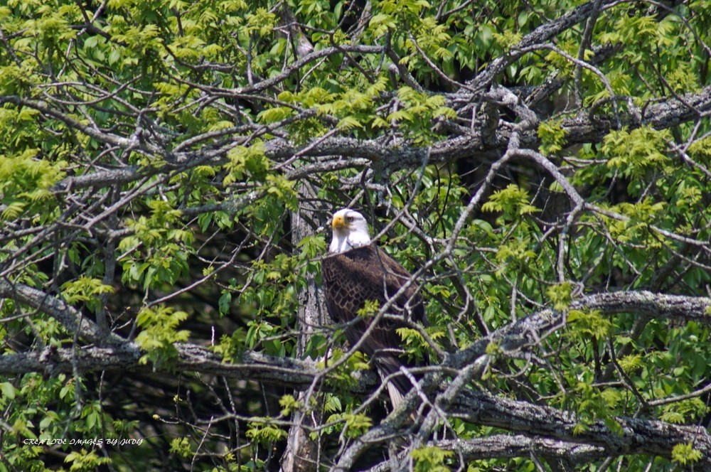«National Bird and Proud of It » Bald Eagle Wall Art