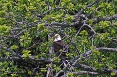 «National Bird and Proud of It » Bald Eagle Wall Art