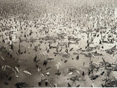 Dick Arentz, Taro, Hanalei, Hawaii, 1987, Palladium / Platinum Print