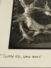Jim Fitzgerald Twisted Elk Shore Acres Signed Photograph Carbon Transfer