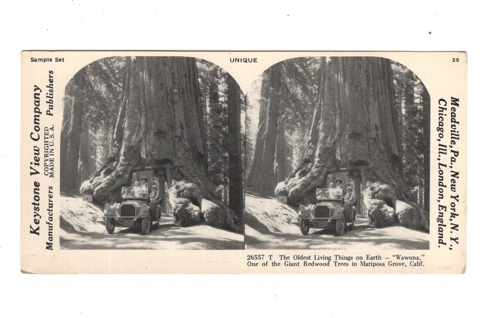 Stereoscopy Wawona / Redwood Tree / Mariposa Grove / Yosemite Valley / USA