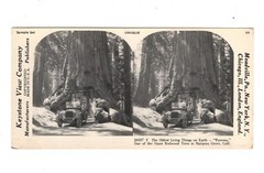 Stereoscopy Wawona / Redwood Tree / Mariposa Grove / Yosemite Valley / USA