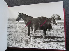 Bulgaria? 1958 15 Photos Equestrian Horse Stud Breeding Racing Jockey