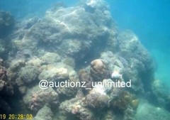 Digital Image Picture Photo Pic Andaman India underwater coral life scuba AND044