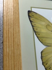 Anne Geddes Framed Photo Alexander As A Butterfly 7×7