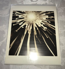 MELISSA SPRINGER BLOOMS COLLECTION SET OF 3 SEPIA MONOCHROME FLOWER PRINTS NIB