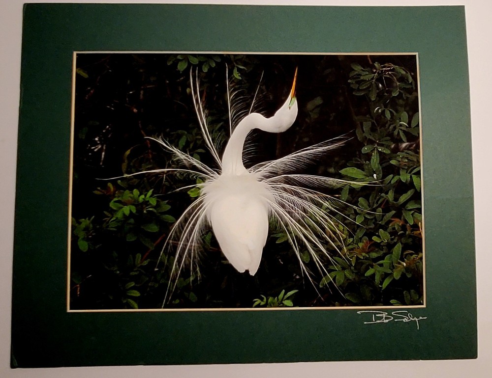 Signed Bob Salyers Heron & Egret Wildlife Photo Prints Pair 11×14 2005 Matted