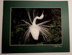 Signed Bob Salyers Heron & Egret Wildlife Photo Prints Pair 11×14 2005 Matted