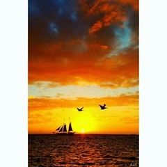 KEY WEST Sailboat 11×14 Art Photo Photograph Print Pelican Pair Couple Bird Sail