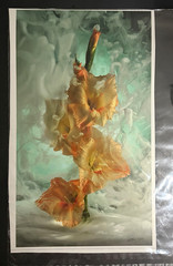 J Scott Peck Ltd Ed. 03/15 Ethereal Lighting Yellow Gladiolus Flower Photo Print