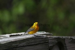 Prothonotory Warbler Photo, Pick One Image – Various Sizes
