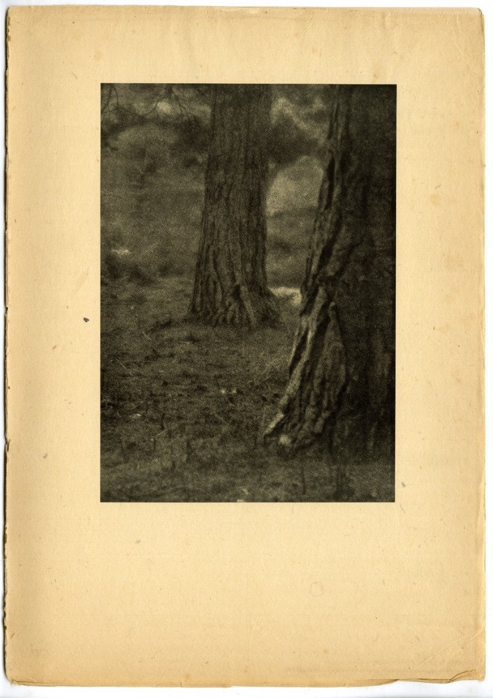 William A. Cadby, «Under the Pines» 1904, Original Camera Work VI Photogravure