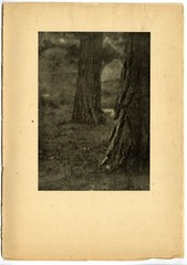 William A. Cadby, «Under the Pines» 1904, Original Camera Work VI Photogravure