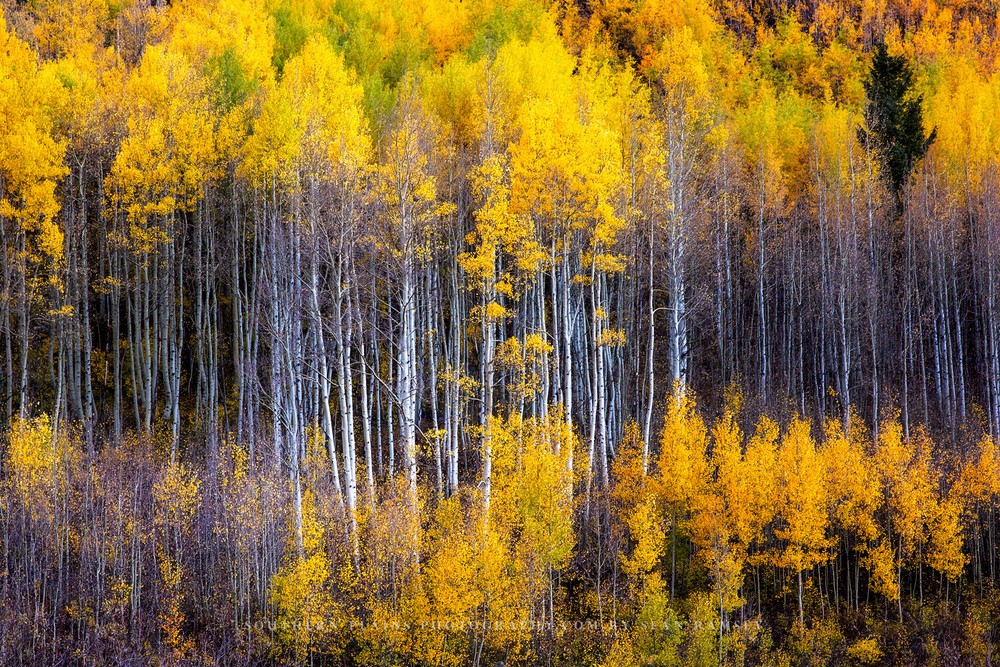 Autumn Wall Decor Art Print of Aspen Trees Appearing as Reflection in Colorado
