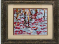 Cranberry Bog Picture Framed and Matted