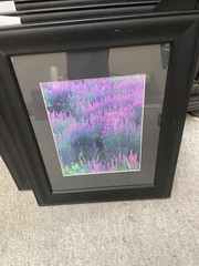 Dan Williams Wildfowl artist/photographer blue bird framed and matted photo