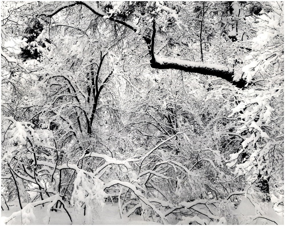 1947 1990s Ansel Adams Fresh snow Yosemite National Park Large Art Photo