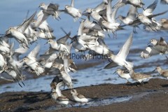 Sanderling Photo, Pick One Image – Various Sizes