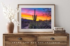 Southwest Photography Print – Picture of Saguaro Cactus in Arizona Desert