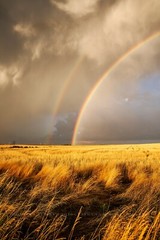 Sky Photography Print – Picture of Rainbow Ending in Golden Wheat Field Kansas