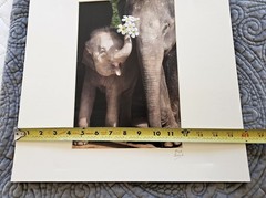 Heartwarming Photograph Baby Elephant Holding Plumeria Flowers, Thailand, 16×16″