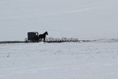 Amish Buggy Photo, Pick One Image – Various Sizes