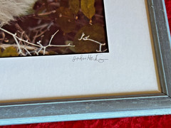 Framed Signed Numbered Wildlife Photographic Print John Hartung «Scrubbed Off»