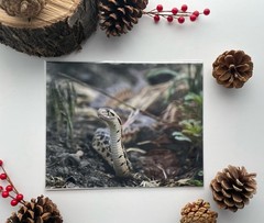 Blow Snake Photography Print 8×10 Photo Art Print Wildlife Nature Reptile Snake
