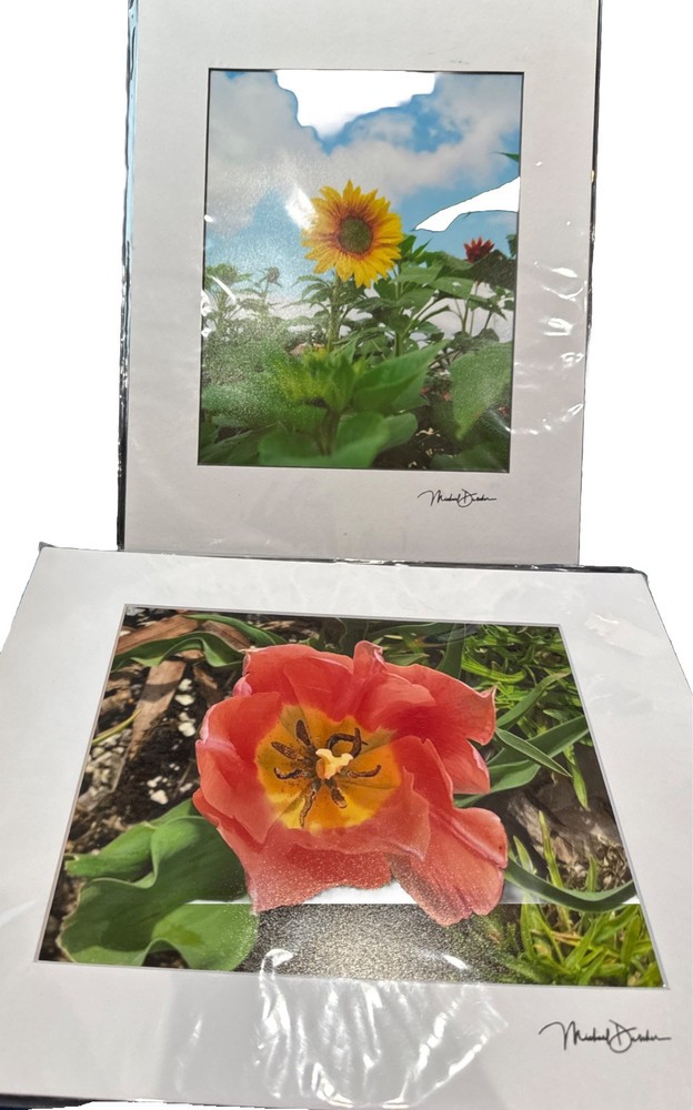 Michael Descher Wall Art 10×8 Lot Of 2 Flowers