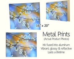 Succulent, Abstract Floral, Nature Art, Fine Art Photo on Metal, Canvas or Paper