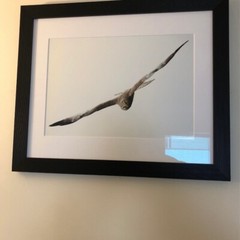 Beautiful Photograph of Bird of Pray! FRAMED! Ready to Hang!