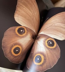 Butterflies of the World by Michel Viard and Alain Eid (1997, Hardcover) Large