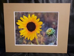 Matted Photograph: Sunflowers 1