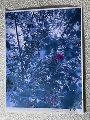 Landscape photograph- A Flower Among Leaves 8.5×11