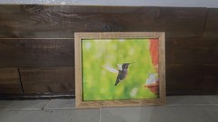 8×10 Original Hummingbird in Flight Photo Print – Nature Bird Photography