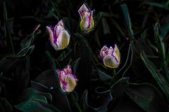 Spring Tulips abstract impressionism monet limited edition Fine Art Photography