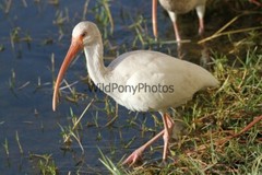 Ibis Photo, Pick One Image – Various Sizes