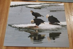 American Bald Eagle Print Pictures Lot of 3 Birds Nature Preserve Water 8×10