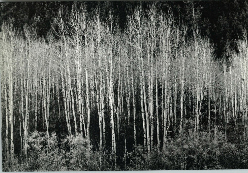 1937 1963 Ansel Adams Aspens Autumn Scene Trees Art Photo 11X14