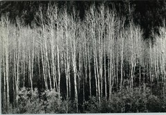 1937 1963 Ansel Adams Aspens Autumn Scene Trees Art Photo 11X14