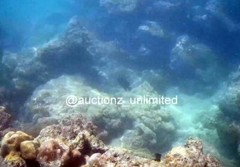 Digital Image Picture Photo Pic Andaman India underwater coral life scuba AND038