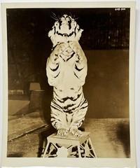 Original RINGLING BROS Circus Standing TIGER PHOTO – Roland Butler Collection