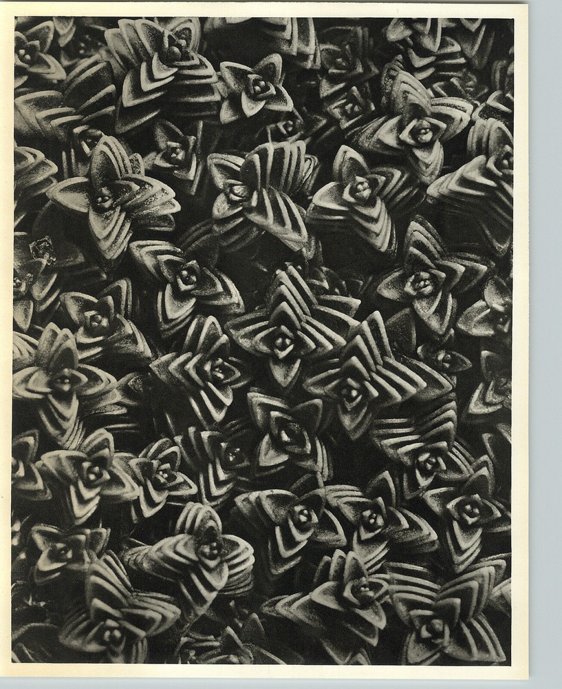 1942 Original BOTANICAL PLANT Spanish Sandwort Flower Photo Art KARL BLOSSFELDT
