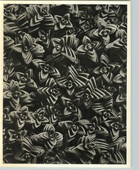 1942 Original BOTANICAL PLANT Spanish Sandwort Flower Photo Art KARL BLOSSFELDT