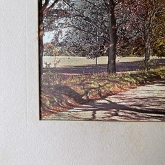 Matted Landscape of Trees and Road Looks Like Autumn Fall Colors