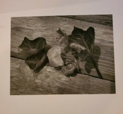 DEWY LEAVES LARGE ORIGINAL SIGNED ART PHOTO B&W STETTNER VTG MATTE NJ CAMERA