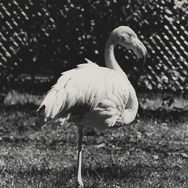 Old Photo Black & White Flamingo One Leg 8×10 Mid-Century Modern VTG NEW MCM Art