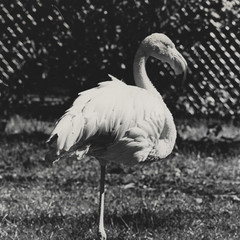 Old Photo Black & White Flamingo One Leg 8×10 Mid-Century Modern VTG NEW MCM Art
